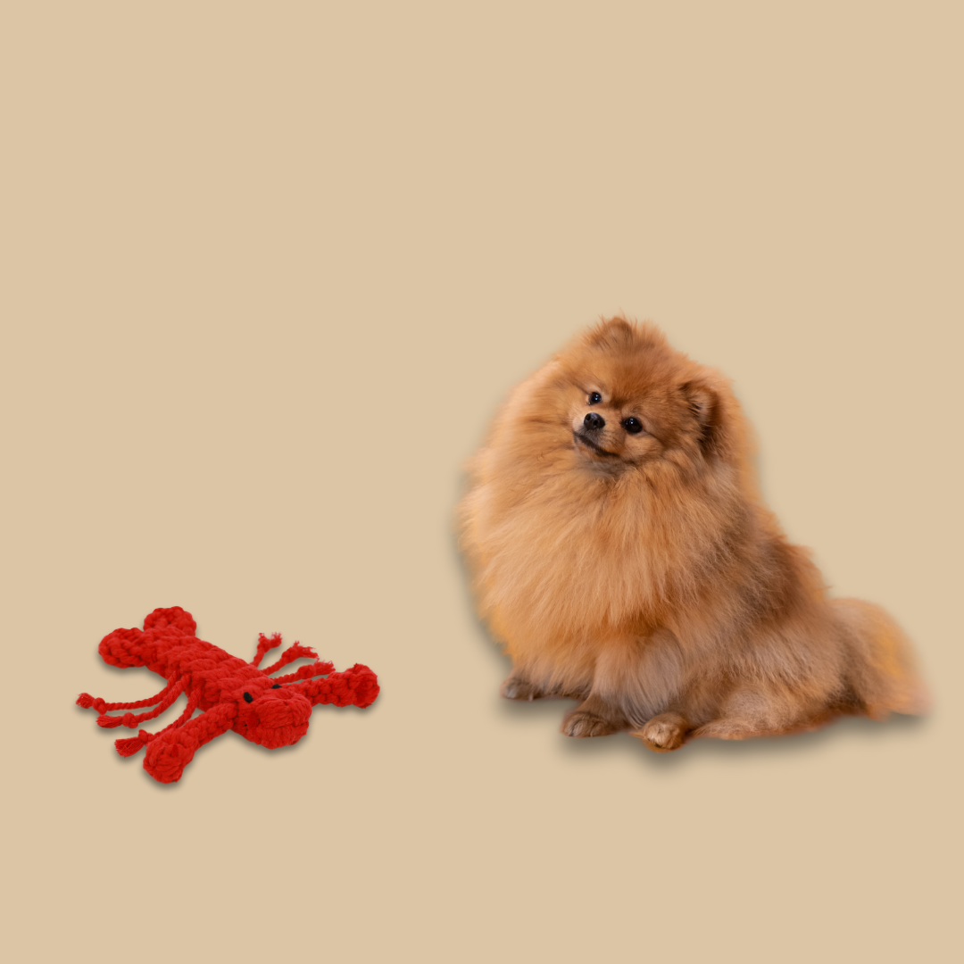 Rose the Lobster Pet Rope Toys