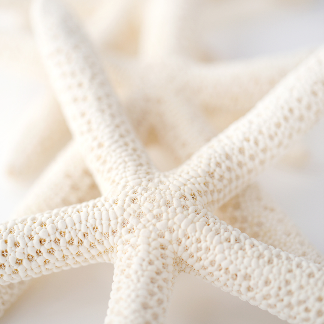 Lady Finger Starfish