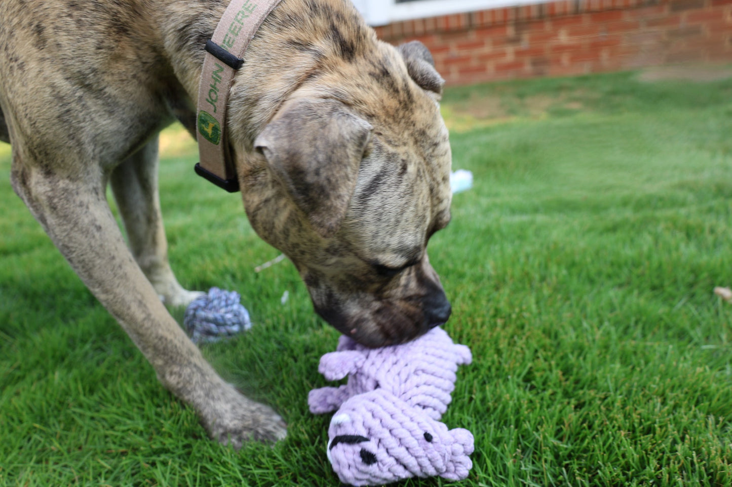 Pippa the Hippo Rope Toy